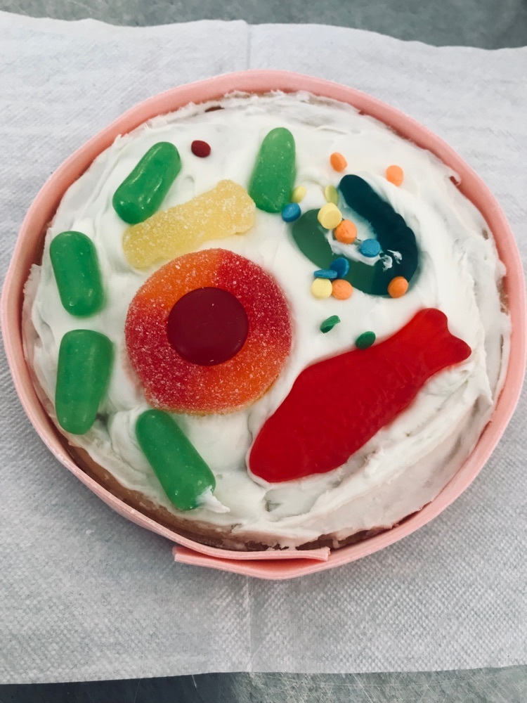 Model cell with candy organelles. 